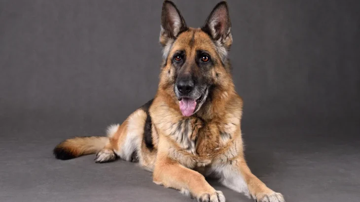 Königsheide Dog photo