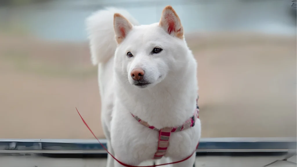 Kishu Ken Dog photo