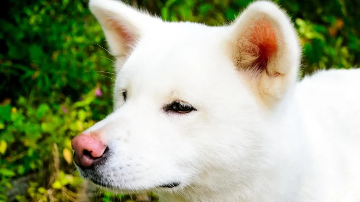 Kishu Ken Dog photo
