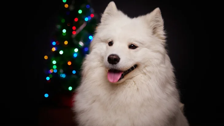 Kishu Ken Dog photo