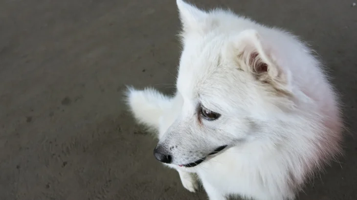 Kishu Ken Dog photo