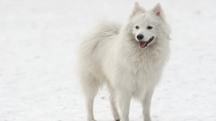 Kishu Ken Dog photo