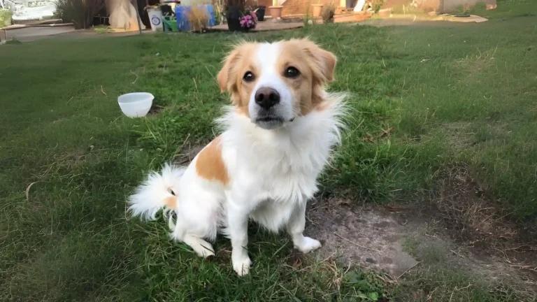 Kokoni Dog photo