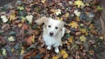 Kokoni Dog photo