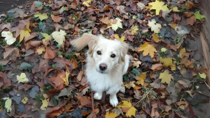 Kokoni Dog photo