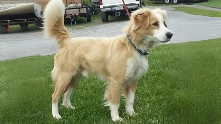 Kokoni Dog photo