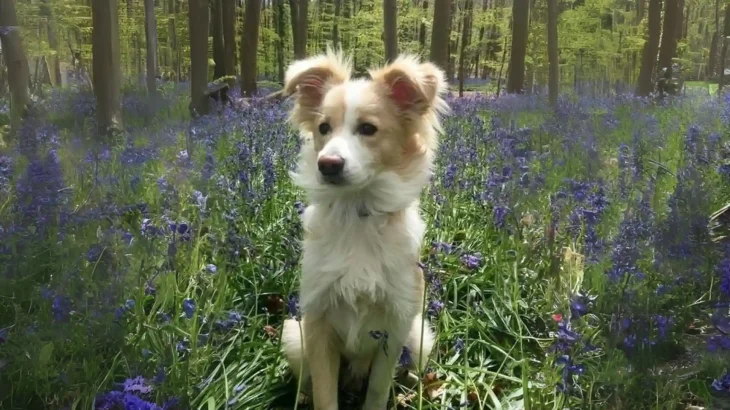 Kokoni Dog photo