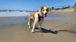 Kokoni Dog photo