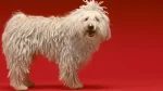 Komondor Dog photo