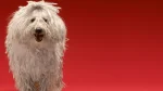 Komondor Dog photo