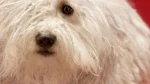 Komondor Dog photo