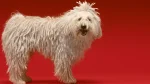 Komondor Dog photo