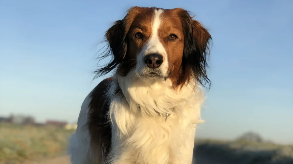 Kooikerhondje Dog photo