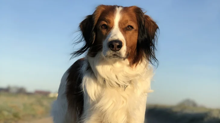 Kooikerhondje Dog photo