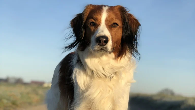 Kooikerhondje Dog photo