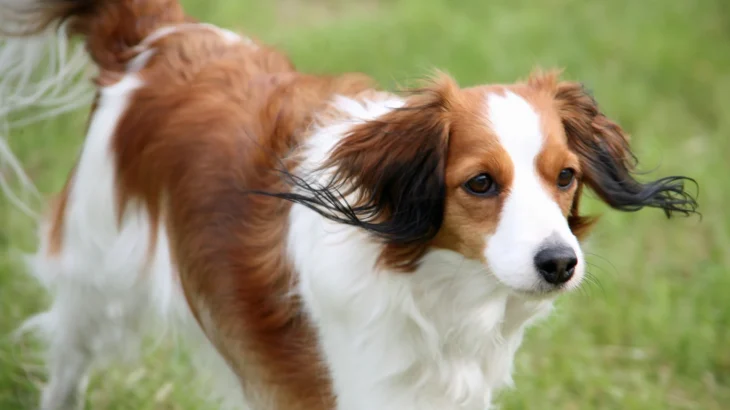 Kooikerhondje Dog photo