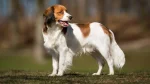 Kooikerhondje Dog photo