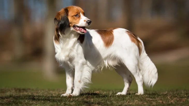 Kooikerhondje Dog photo