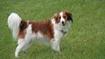 Kooikerhondje Dog photo