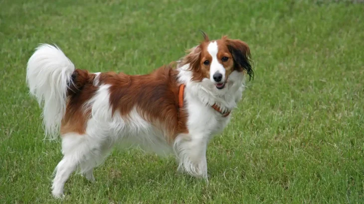 Kooikerhondje Dog photo