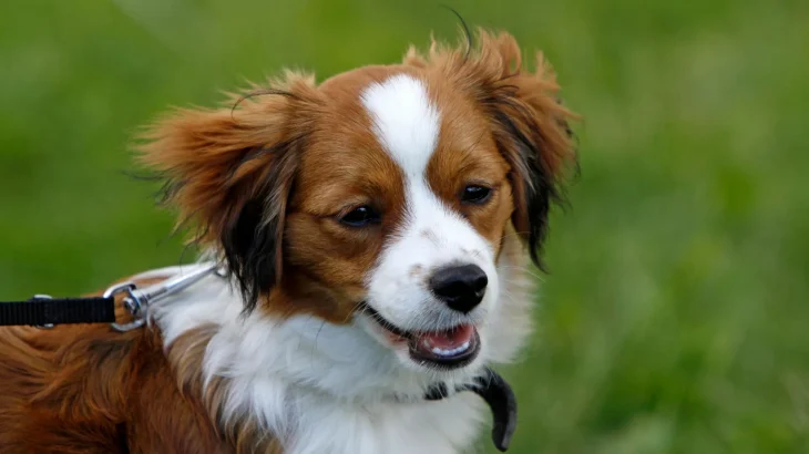 Kooikerhondje Dog photo