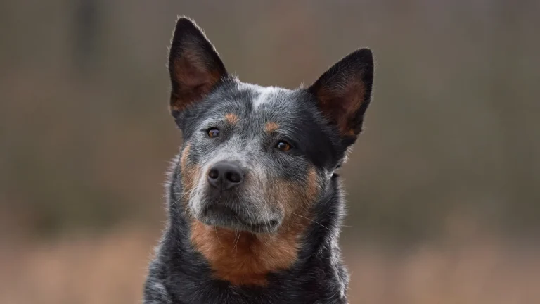 Koolie Dog photo