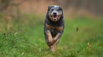 Koolie Dog photo