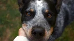 Koolie Dog photo