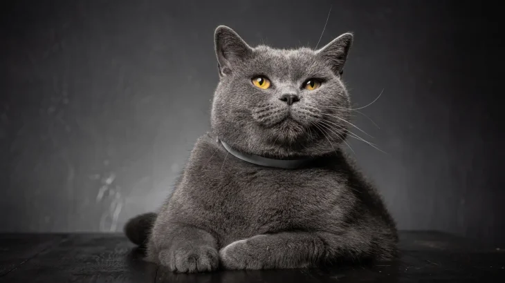 Korat Cat photo