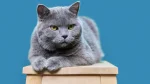 Korat Cat photo