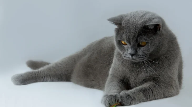Korat Cat photo