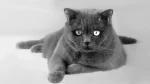 Korat Cat photo
