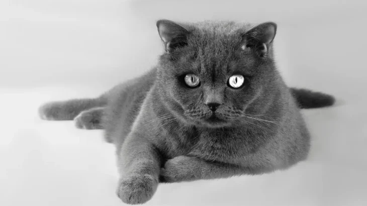 Korat Cat photo