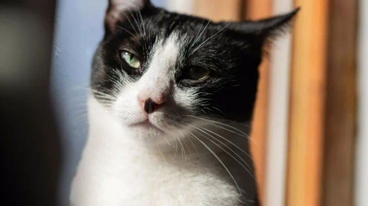 Korean Bobtail Cat photo
