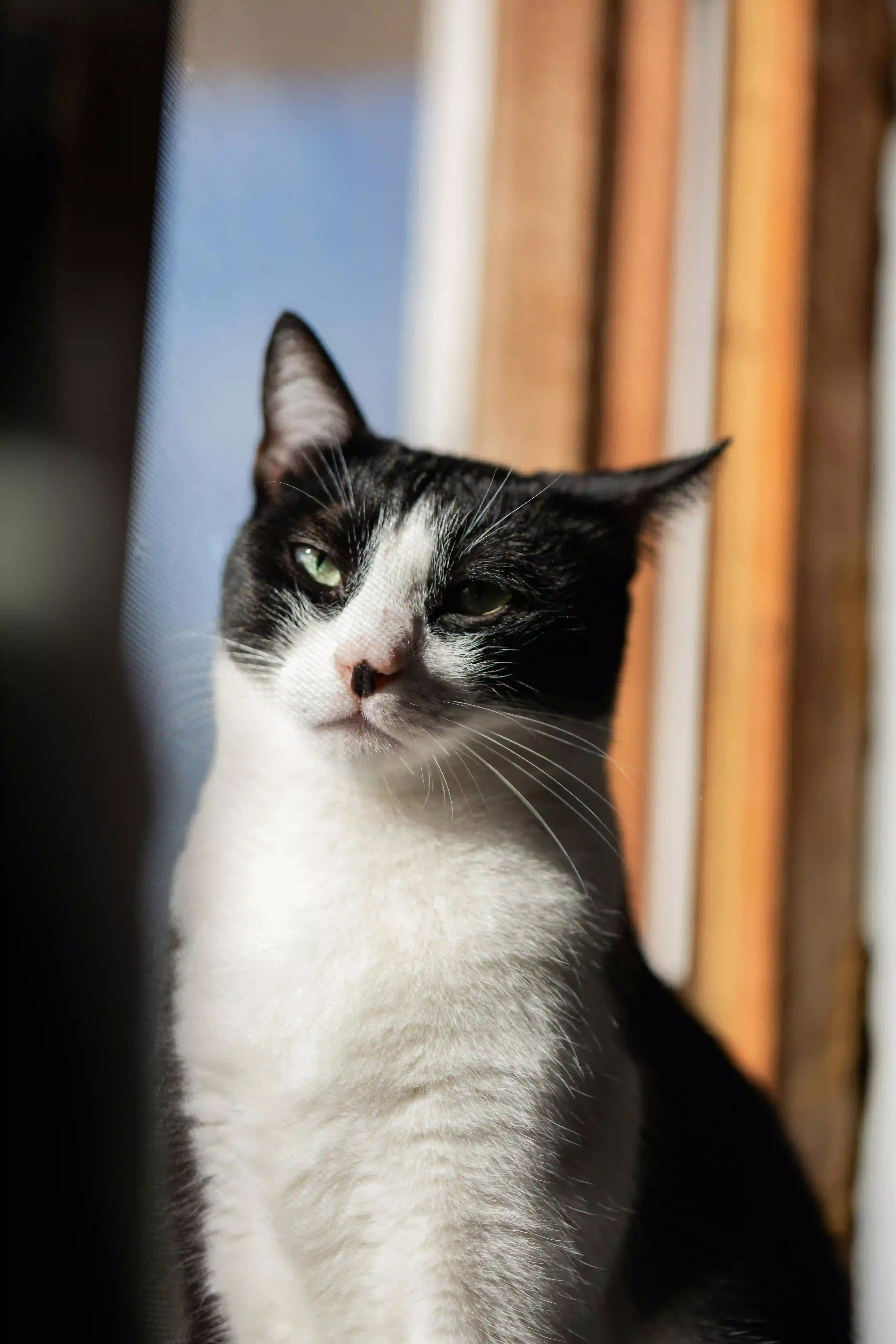 Bobtail coreano Cat photo