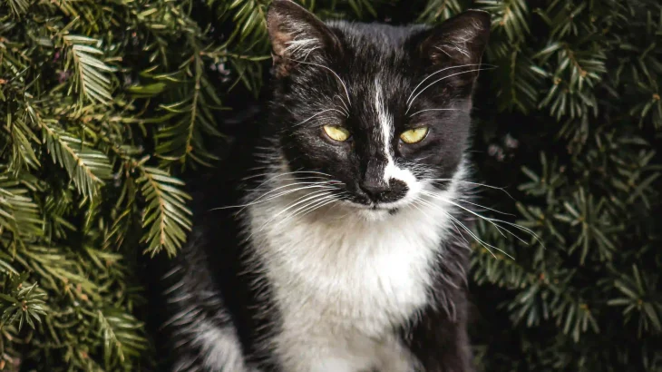 Korean Bobtail Cat photo