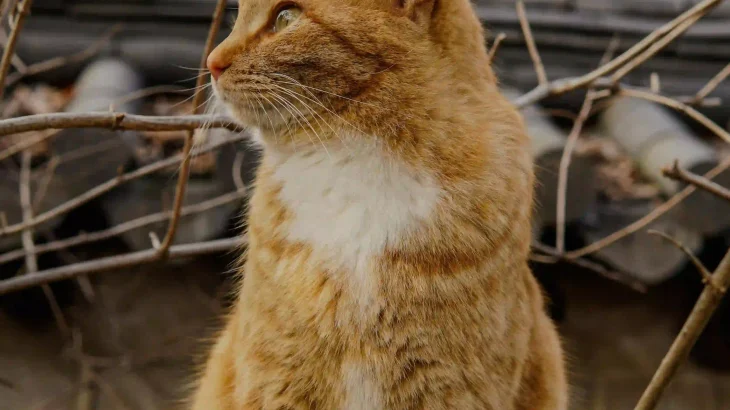 Korean Bobtail Cat photo