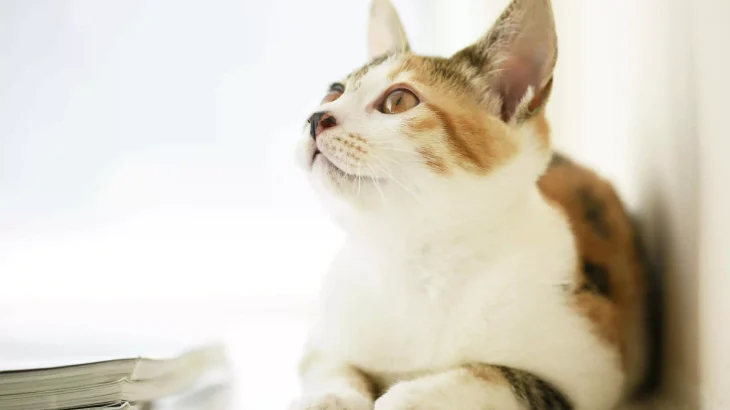 Korean Bobtail Cat photo