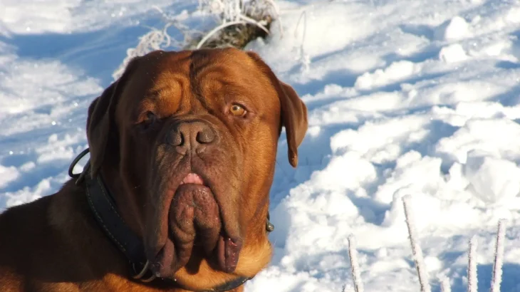 Korean Dosa Mastiff Dog photo