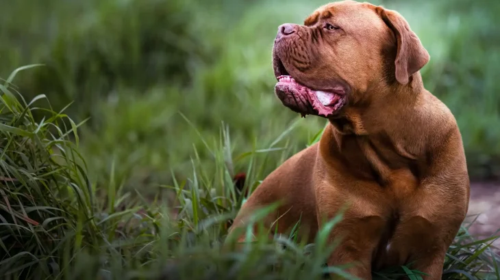 Korean Dosa Mastiff Dog photo