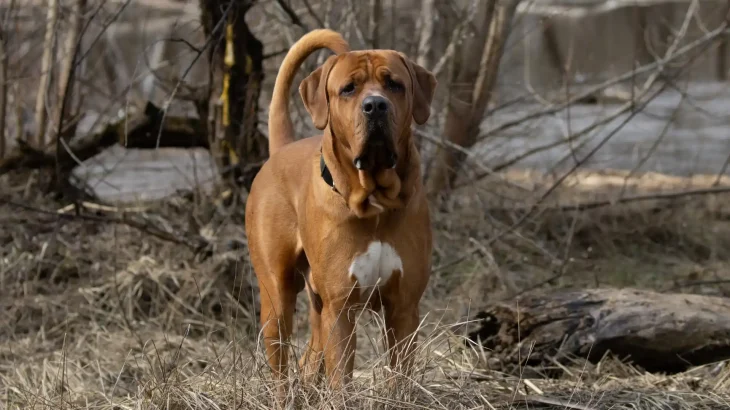 Korean Dosa Mastiff Dog photo