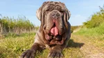Korean Dosa Mastiff Dog photo