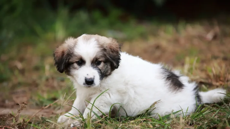 Kromfohrlander Dog photo