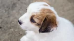 Kromfohrlander Dog photo