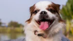 Kromfohrlander Dog photo