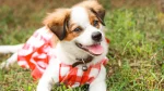 Kromfohrlander Dog photo