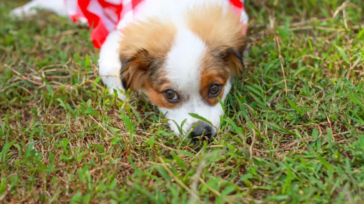 Kromfohrlander Dog photo