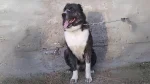 Kuchi Dog photo