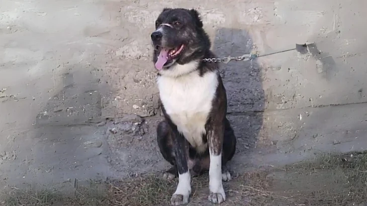 Kuchi Dog photo