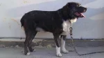 Kuchi Dog photo